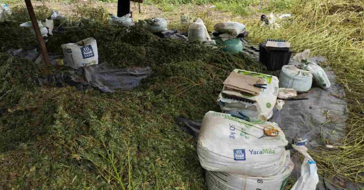 Polícia Federal erradica cerca de 2 toneladas de maconha no Sertão nordestino