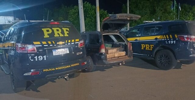 PRF resgata 250 pássaros silvestres na BR-316, em Parnamirim